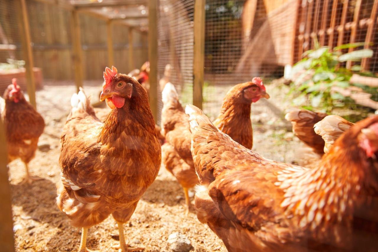 La Cocotte Villa & Farm Khao Yai Nong Sarai 外观 照片